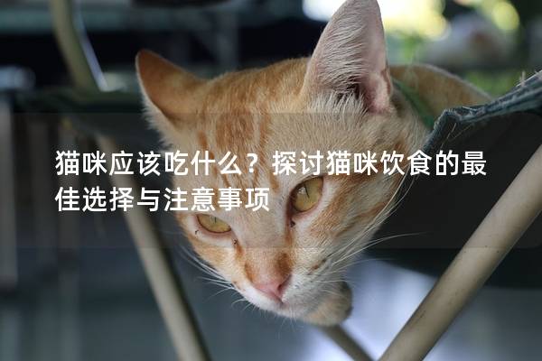 猫咪应该吃什么？探讨猫咪饮食的最佳选择与注意事项