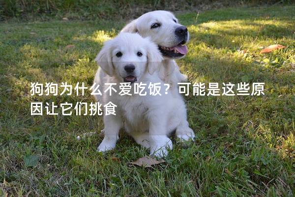 狗狗为什么不爱吃饭？可能是这些原因让它们挑食
