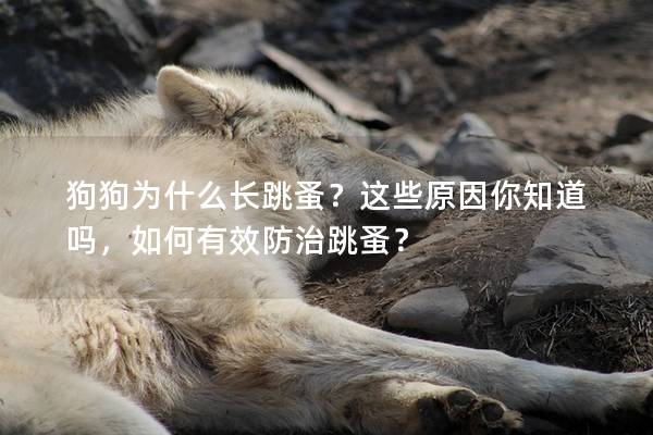 狗狗为什么长跳蚤？这些原因你知道吗，如何有效防治跳蚤？