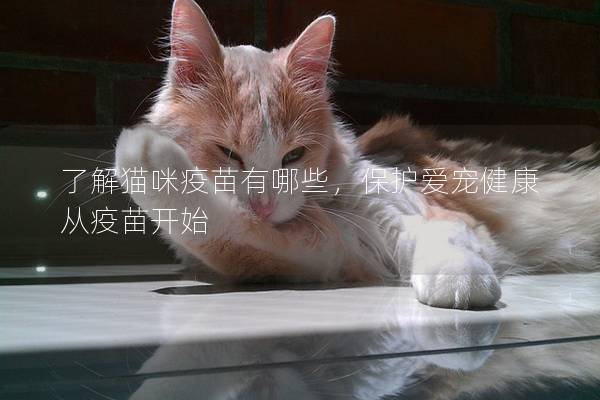 了解猫咪疫苗有哪些，保护爱宠健康从疫苗开始