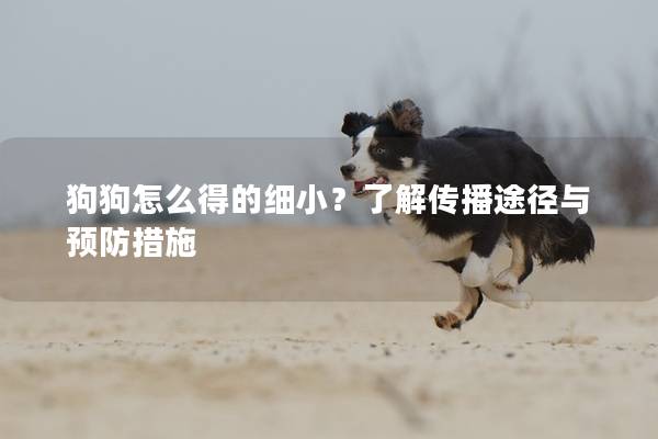 狗狗怎么得的细小？了解传播途径与预防措施