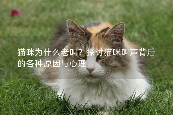 猫咪为什么老叫？探讨猫咪叫声背后的各种原因与心理
