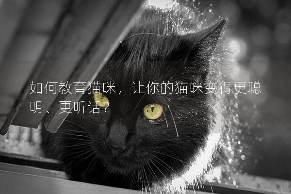 如何教育猫咪，让你的猫咪变得更聪明、更听话？