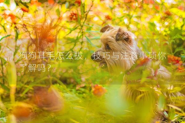 狗狗耳毛怎么拔，技巧与注意事项你了解吗？