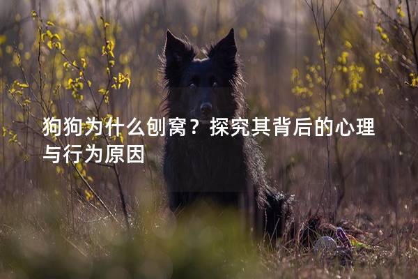 狗狗为什么刨窝？探究其背后的心理与行为原因
