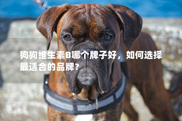狗狗维生素B哪个牌子好，如何选择最适合的品牌？