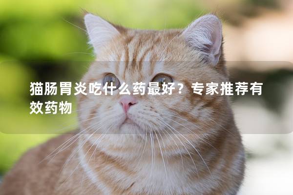 猫肠胃炎吃什么药最好？专家推荐有效药物