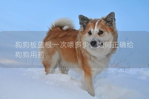 狗狗板蓝根一次喂多少,如何正确给狗狗用药 狗狗板蓝根一次喂多少,如何正确给狗狗用药