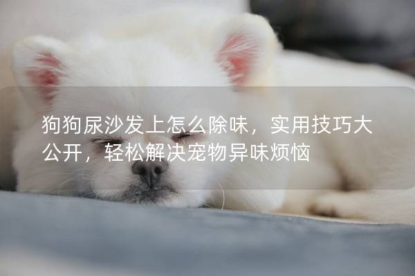 狗狗尿沙发上怎么除味，实用技巧大公开，轻松解决宠物异味烦恼