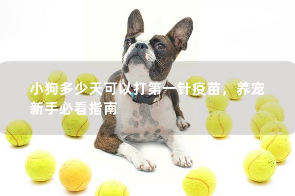 小狗多少天可以打第一针疫苗，养宠新手必看指南