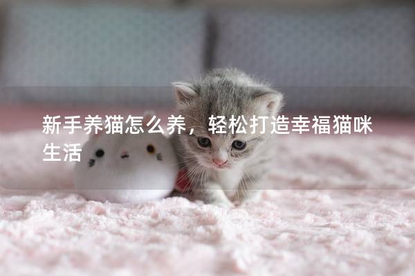 新手养猫怎么养，轻松打造幸福猫咪生活