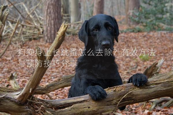 狗狗身上长跳蚤怎么去除？有效方法与预防技巧分享
