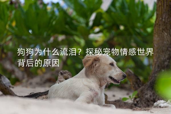 狗狗为什么流泪？探秘宠物情感世界背后的原因