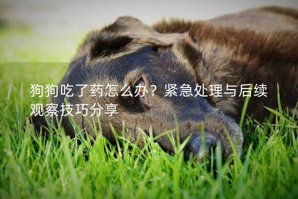 狗狗吃了药怎么办？紧急处理与后续观察技巧分享