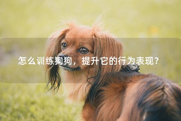 怎么训练狗狗，提升它的行为表现？