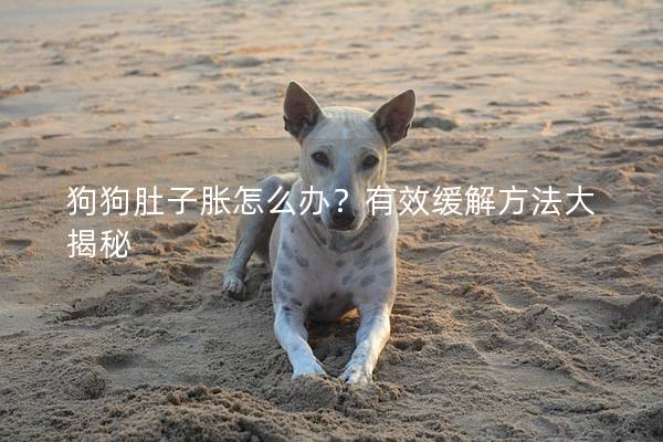 狗狗肚子胀怎么办？有效缓解方法大揭秘