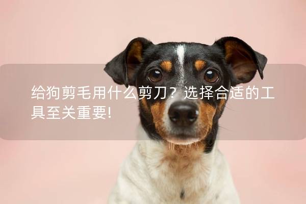 给狗剪毛用什么剪刀？选择合适的工具至关重要!