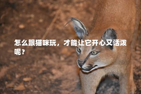 怎么跟猫咪玩，才能让它开心又活泼呢？