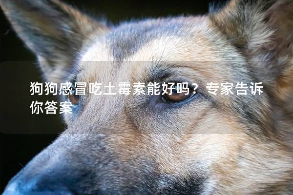狗狗感冒吃土霉素能好吗？专家告诉你答案