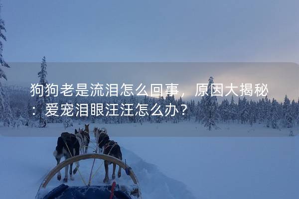 狗狗老是流泪怎么回事，原因大揭秘：爱宠泪眼汪汪怎么办？