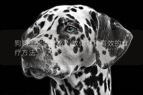 狗狗上火吃什么？教你几种有效的食疗方法