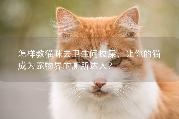 怎样教猫咪去卫生间拉屎，让你的猫成为宠物界的厕所达人？