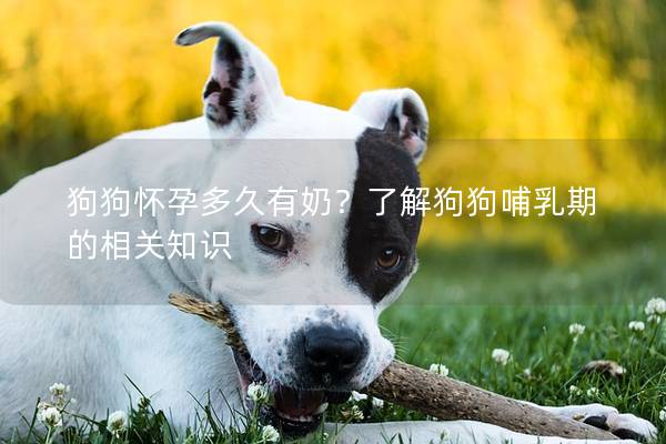 狗狗怀孕多久有奶？了解狗狗哺乳期的相关知识