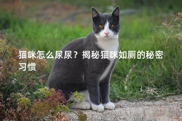 猫咪怎么尿尿？揭秘猫咪如厕的秘密习惯