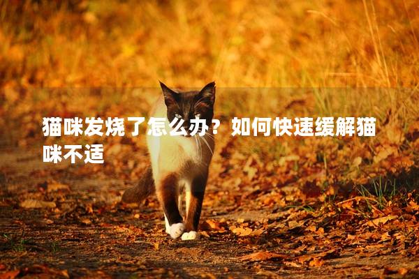 猫咪发烧了怎么办？如何快速缓解猫咪不适