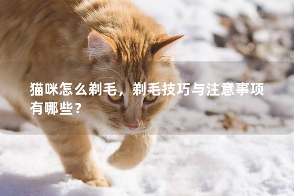 猫咪怎么剃毛，剃毛技巧与注意事项有哪些？