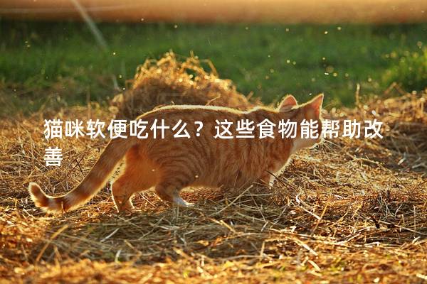猫咪软便吃什么？这些食物能帮助改善