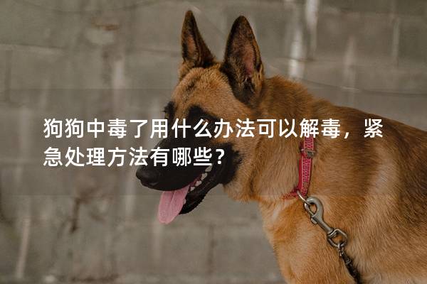狗狗中毒了用什么办法可以解毒，紧急处理方法有哪些？