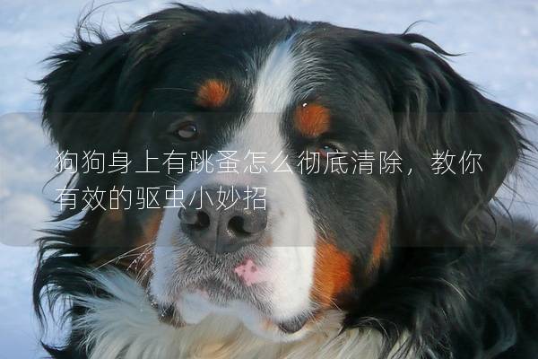狗狗身上有跳蚤怎么彻底清除，教你有效的驱虫小妙招
