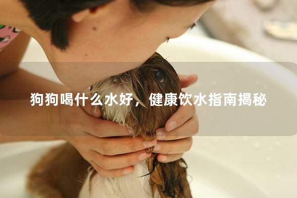 狗狗喝什么水好，健康饮水指南揭秘