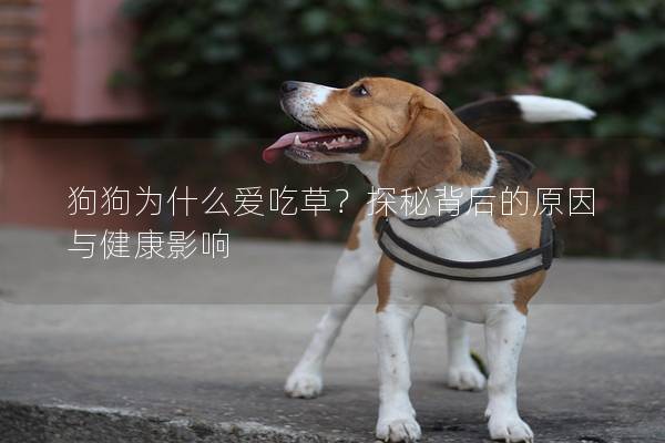 狗狗为什么爱吃草？探秘背后的原因与健康影响
