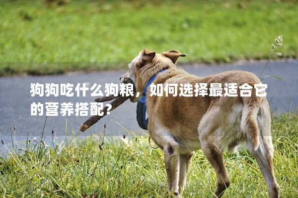 狗狗吃什么狗粮，如何选择最适合它的营养搭配？