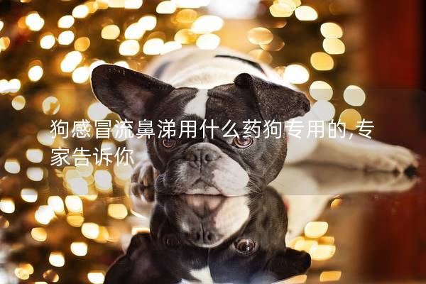 狗感冒流鼻涕用什么药狗专用的,专家告诉你