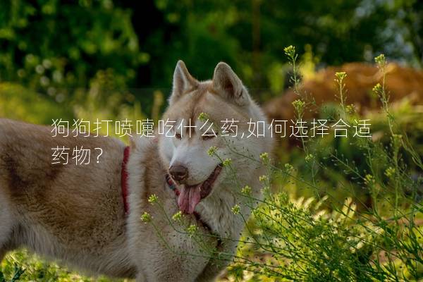 狗狗打喷嚏吃什么药,如何选择合适药物？