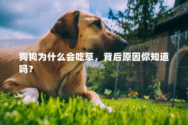 狗狗为什么会吃草，背后原因你知道吗？