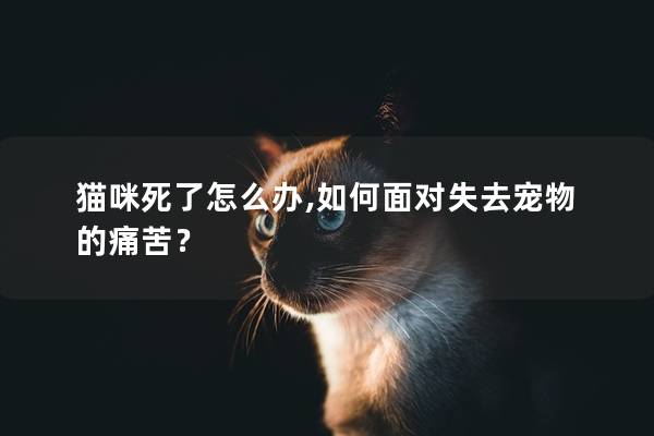 猫咪死了怎么办,如何面对失去宠物的痛苦？