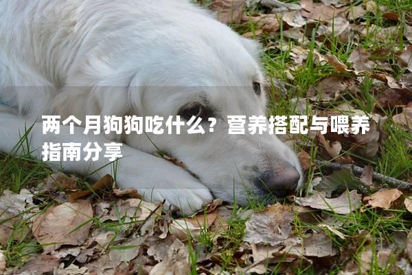 两个月狗狗吃什么？营养搭配与喂养指南分享