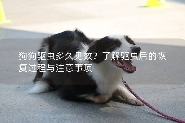 狗狗驱虫多久见效？了解驱虫后的恢复过程与注意事项