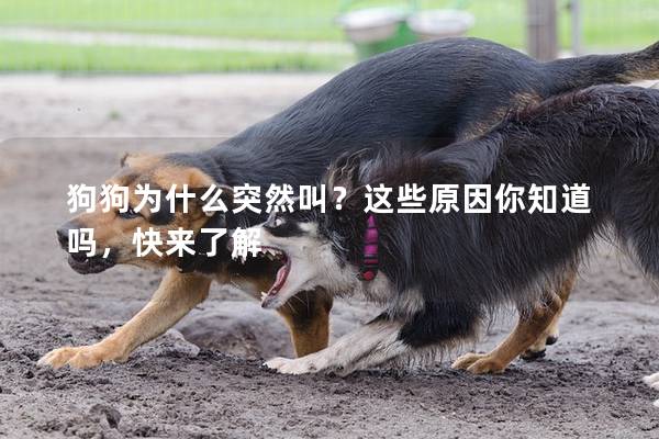 狗狗为什么突然叫？这些原因你知道吗，快来了解