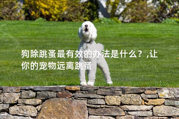 狗除跳蚤最有效的办法是什么？,让你的宠物远离跳蚤