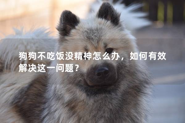 狗狗不吃饭没精神怎么办，如何有效解决这一问题？