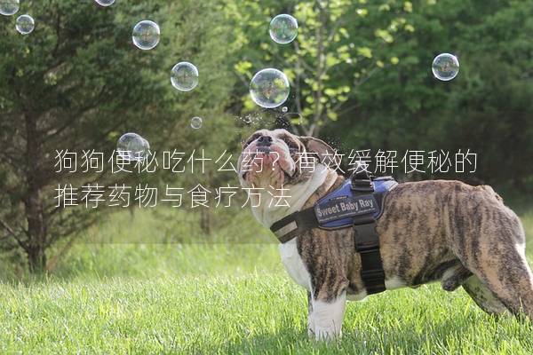 狗狗便秘吃什么药？有效缓解便秘的推荐药物与食疗方法
