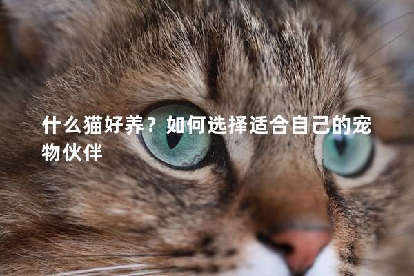 什么猫好养？如何选择适合自己的宠物伙伴