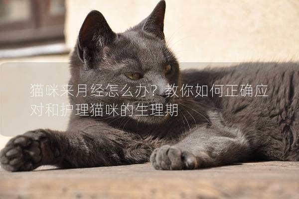 猫咪来月经怎么办？教你如何正确应对和护理猫咪的生理期