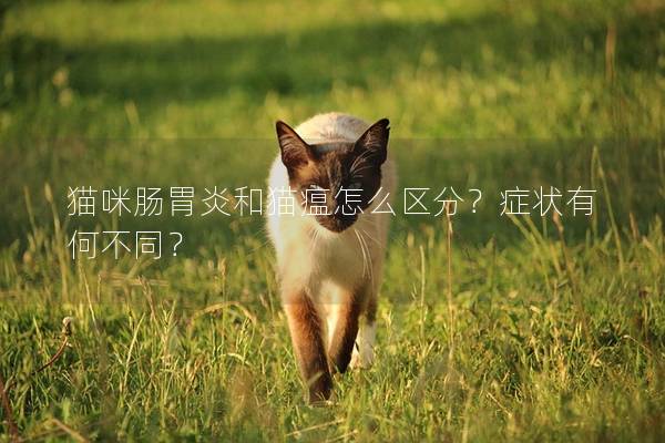 猫咪肠胃炎和猫瘟怎么区分？症状有何不同？