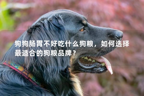 狗狗肠胃不好吃什么狗粮，如何选择最适合的狗粮品牌？